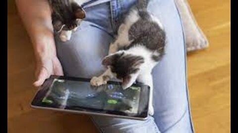 Cats playing the music and game like man