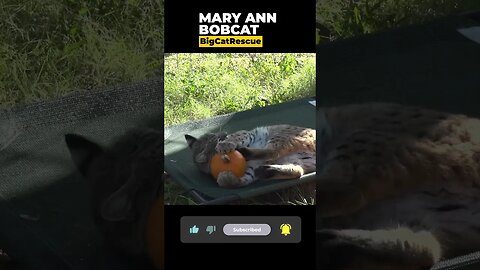 MaryAnn bobcat enjoys her pumpkin enrichment!