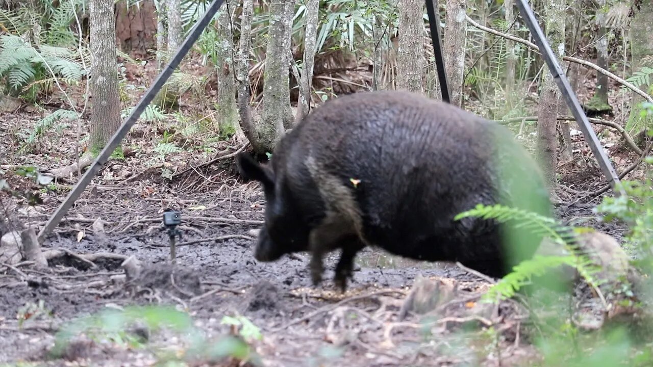 GIGANTIC HOG! BIGGEST hog I have EVER taken with A BOW!! 347LBS!!!