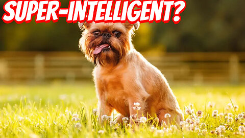 The Weird Brussels Griffon !