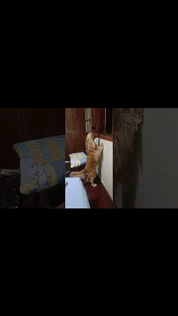 #dogshiw , #animals , #dogs , #shorts