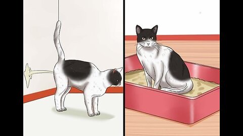 #STOP Your Cat Spraying Everywhere: 9 tips for success!