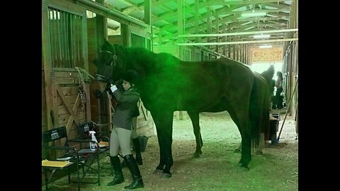 Show horses