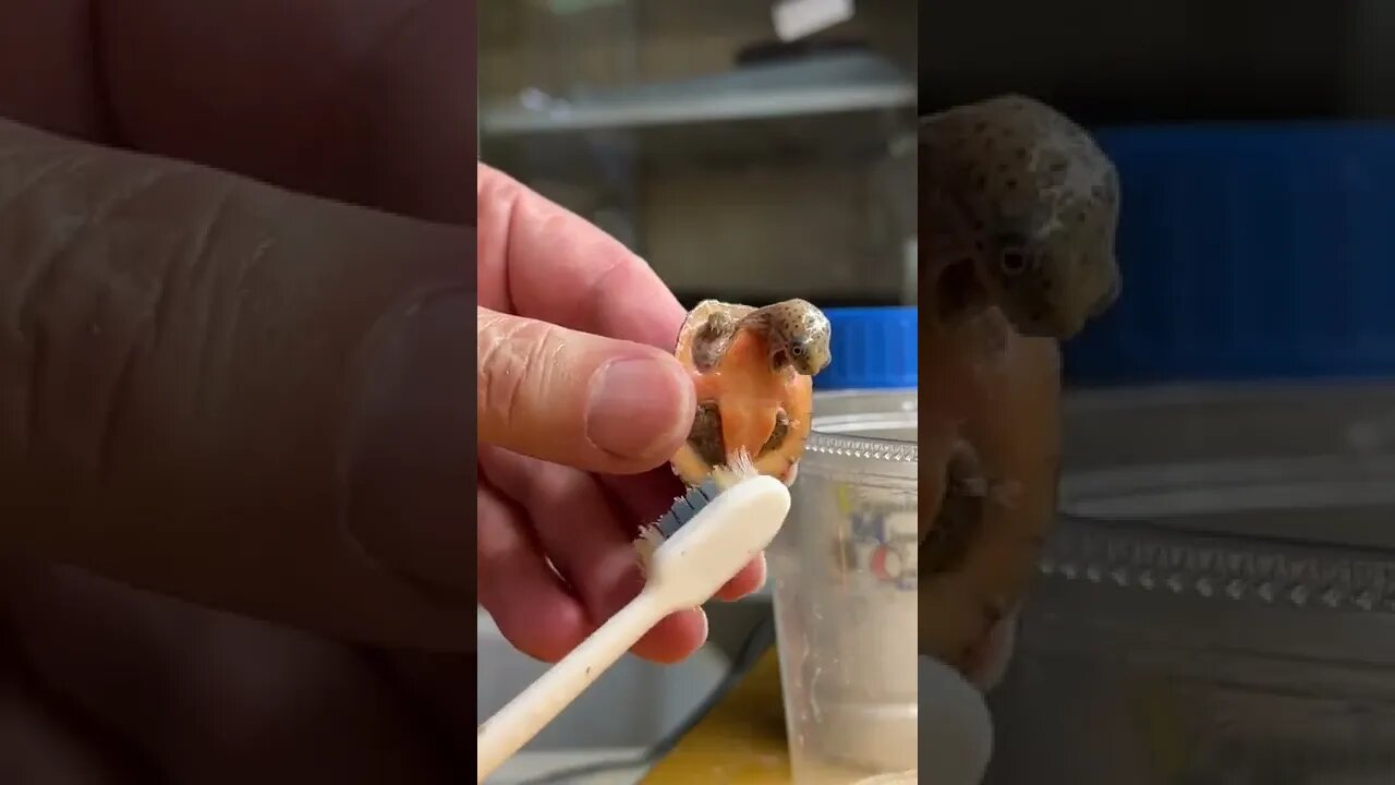 Tiny turtle being cleaned