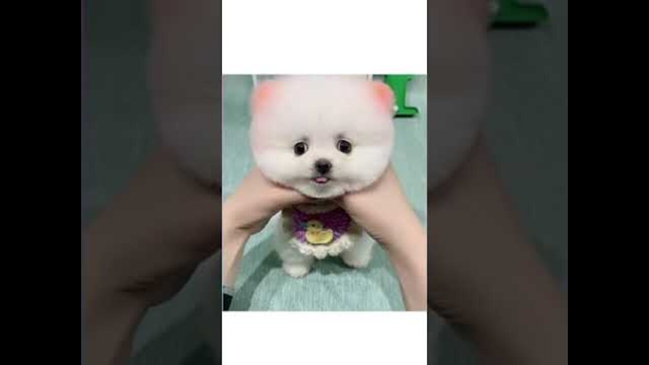 Cute Cats & Dogs Funny Videos Compilation 2021