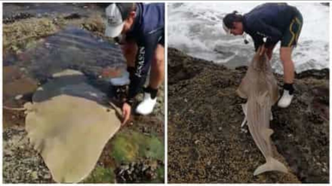 Helt redder strandet fisk fra stenene