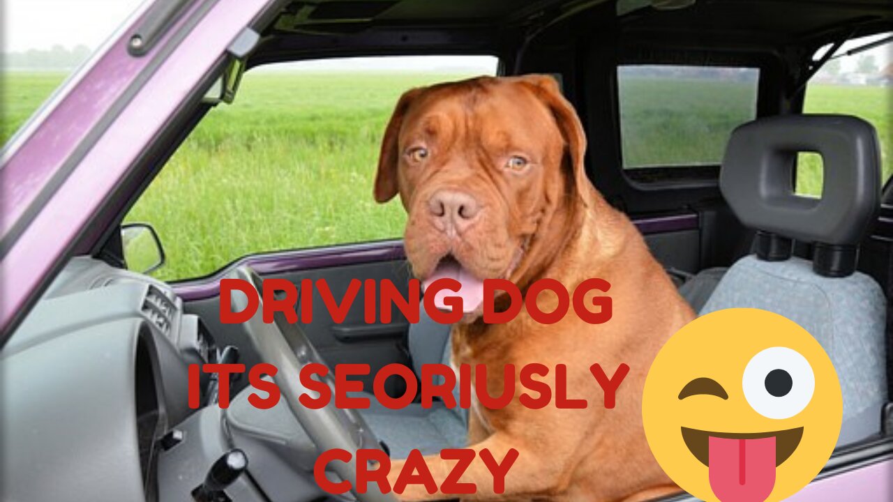 #Driving dogs Compilation #EXTRA BONUS NEW #Funny Video