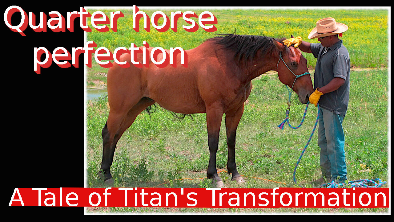 My Journey with Titan the perfect quarter horse