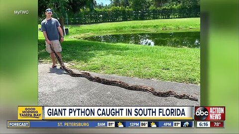 Enormous invasive python removed by FWC team