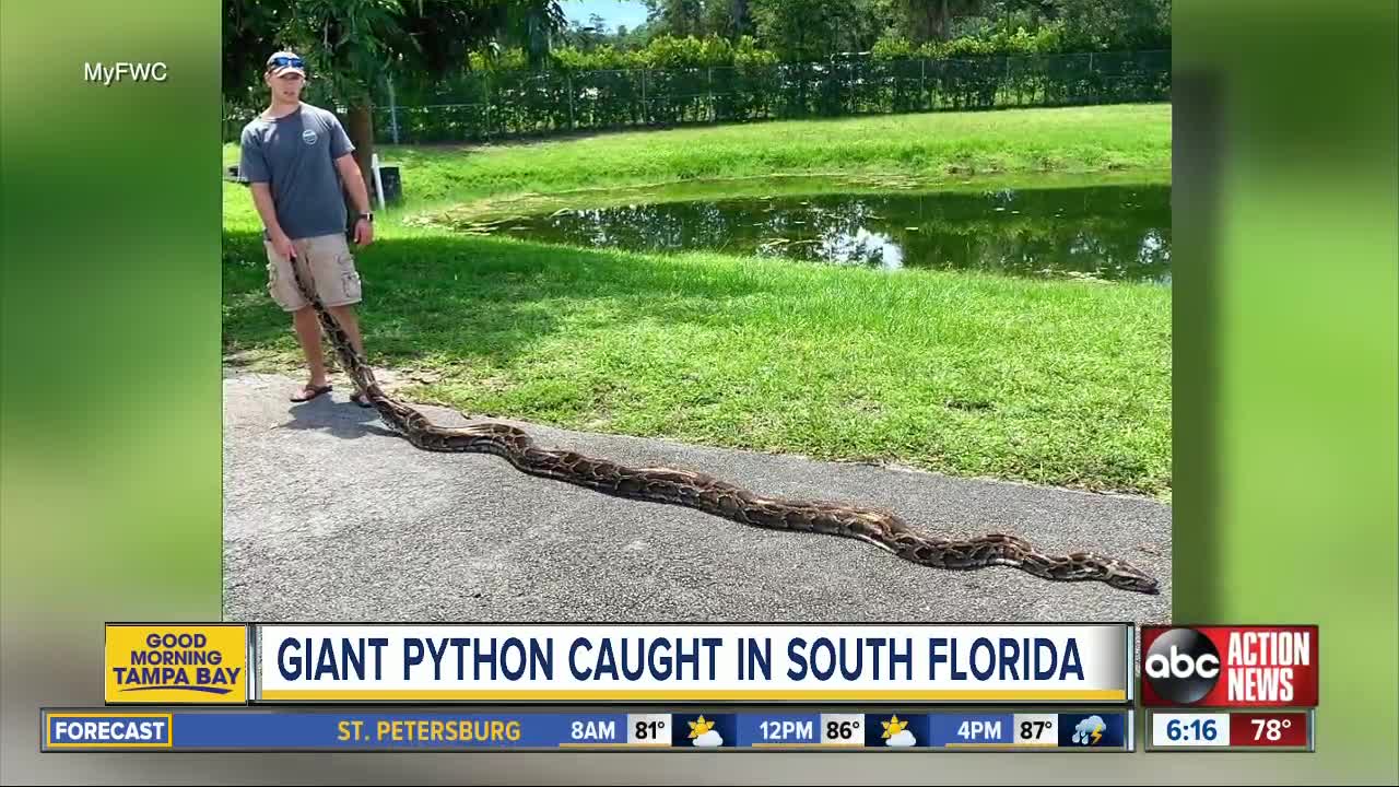 Enormous invasive python removed by FWC team