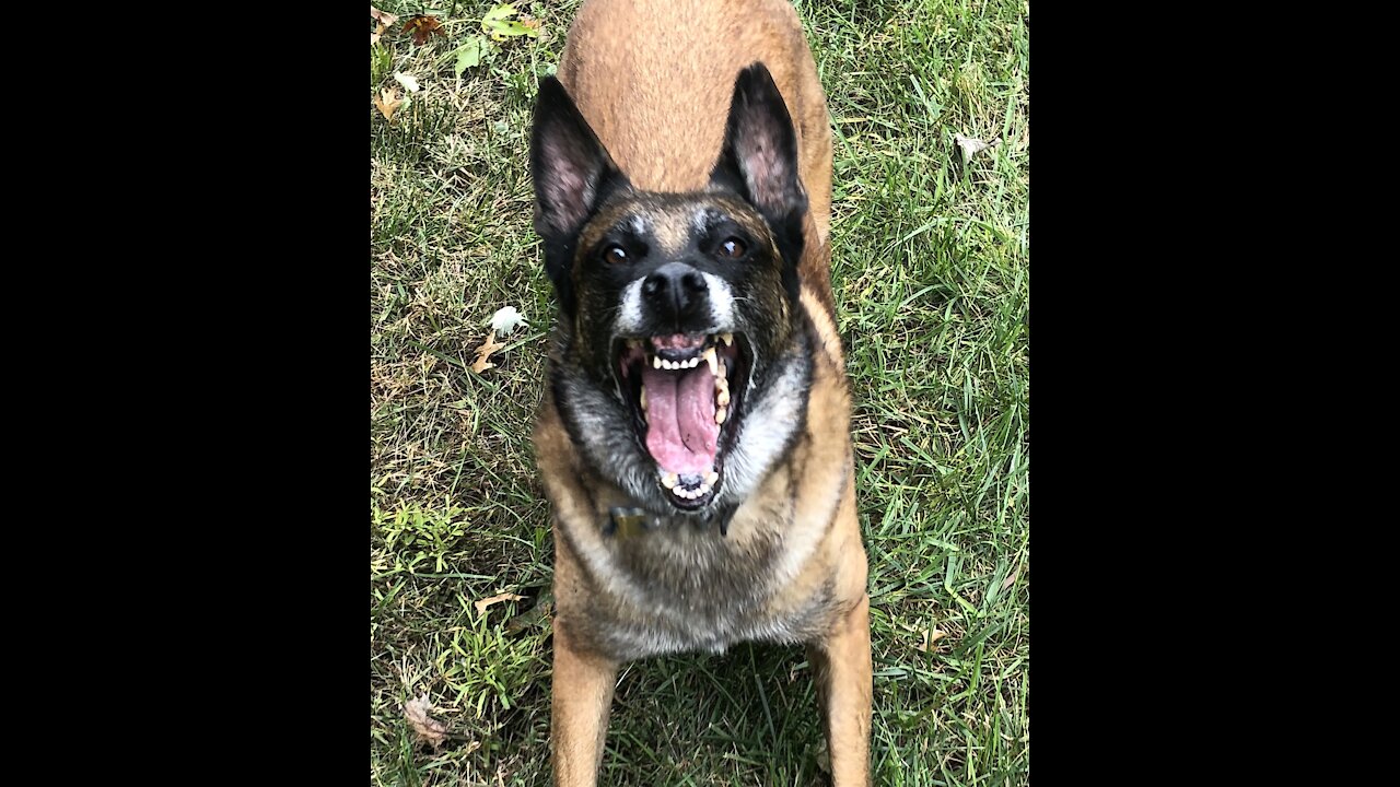 Belgium Malinois vs Car