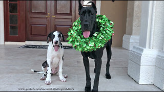 Puppy poses with Great Dane for first ever Christmas photo
