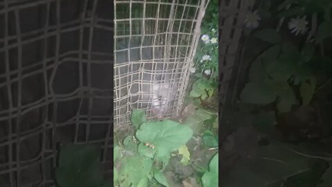 Trying to Release a Opossum from Cage