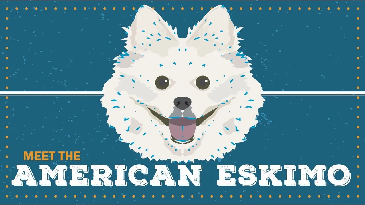 American Eskimo | CKC Breed Facts & Profile