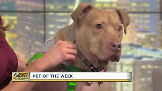 Pet of the Week - Golden Boy