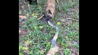 Dog turns cleaning up limbs into a 3 ring circus!!!