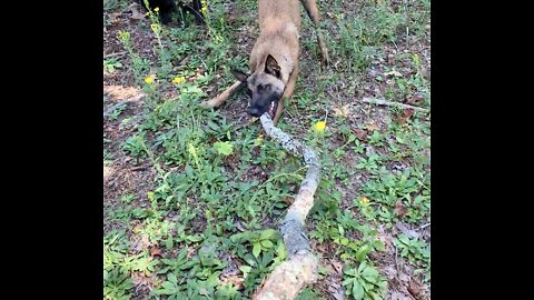 Dog turns cleaning up limbs into a 3 ring circus!!!