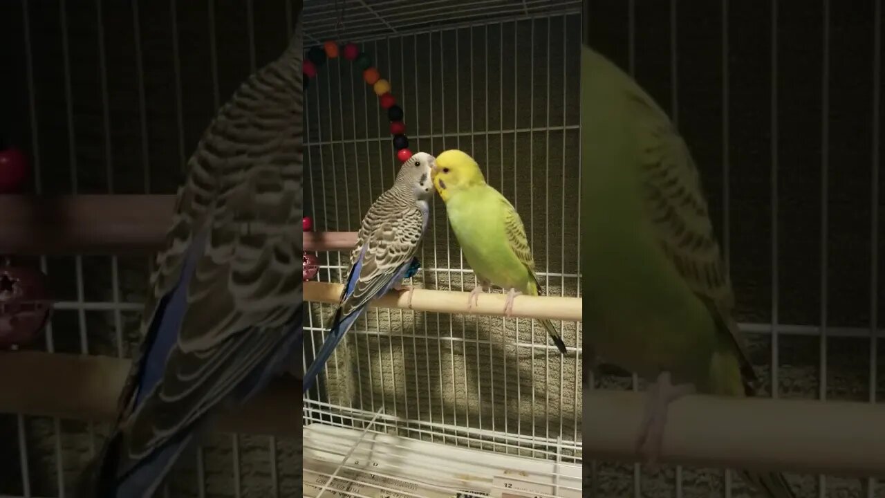 Budgie Kiss So Cute!💖👄 #shorts #youtubeshorts #budgies #parakeets #animallover