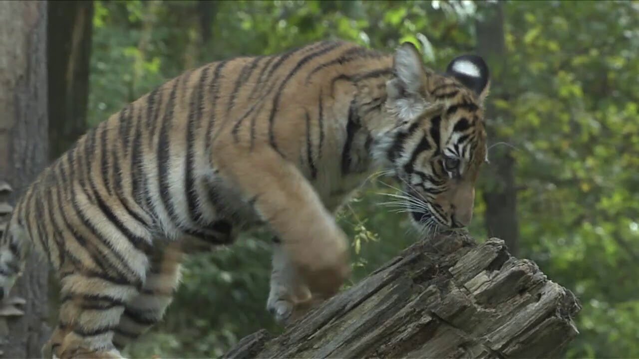 3 New Malayan Tiger Cubs Debut