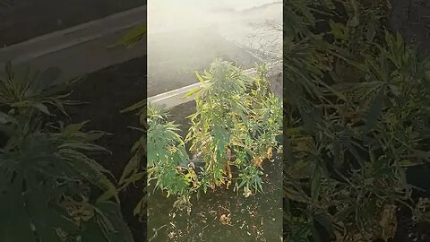 Desert Grown Sungrown Seeds