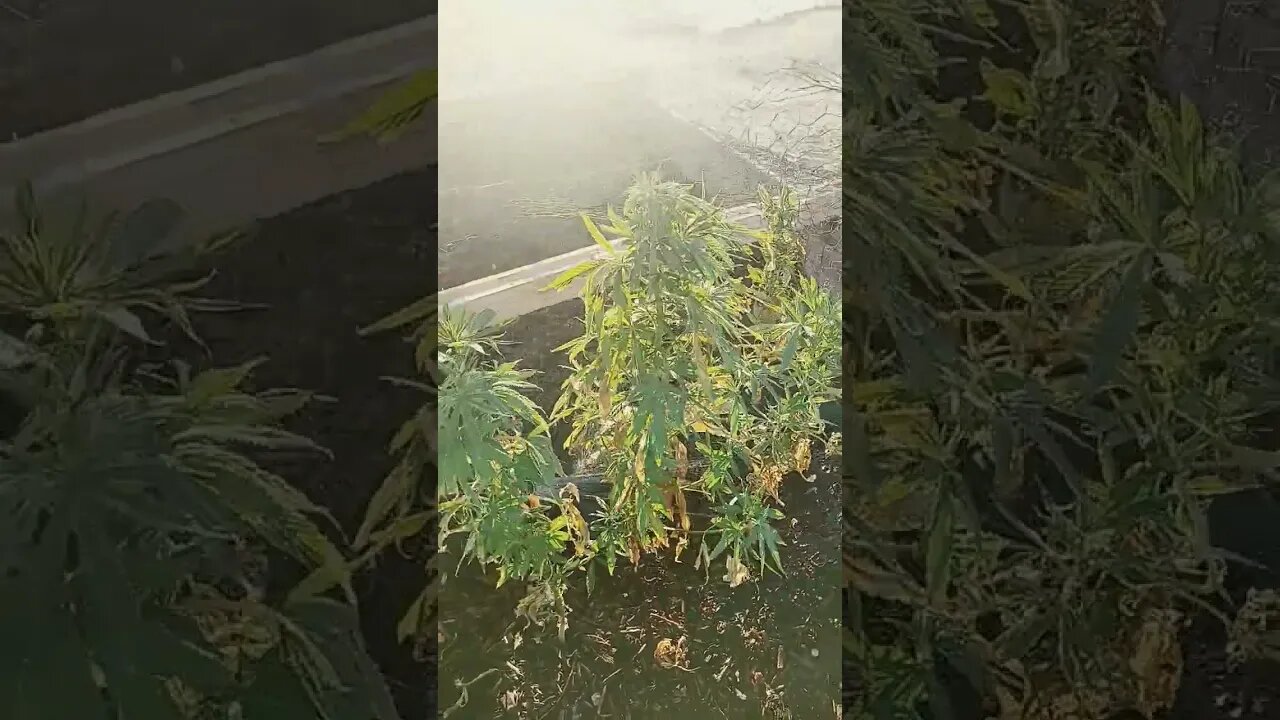 Desert Grown Sungrown Seeds