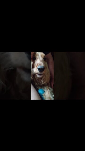 #dogshow , #animals , #dogs , #shorts