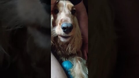 #dogshow , #animals , #dogs , #shorts