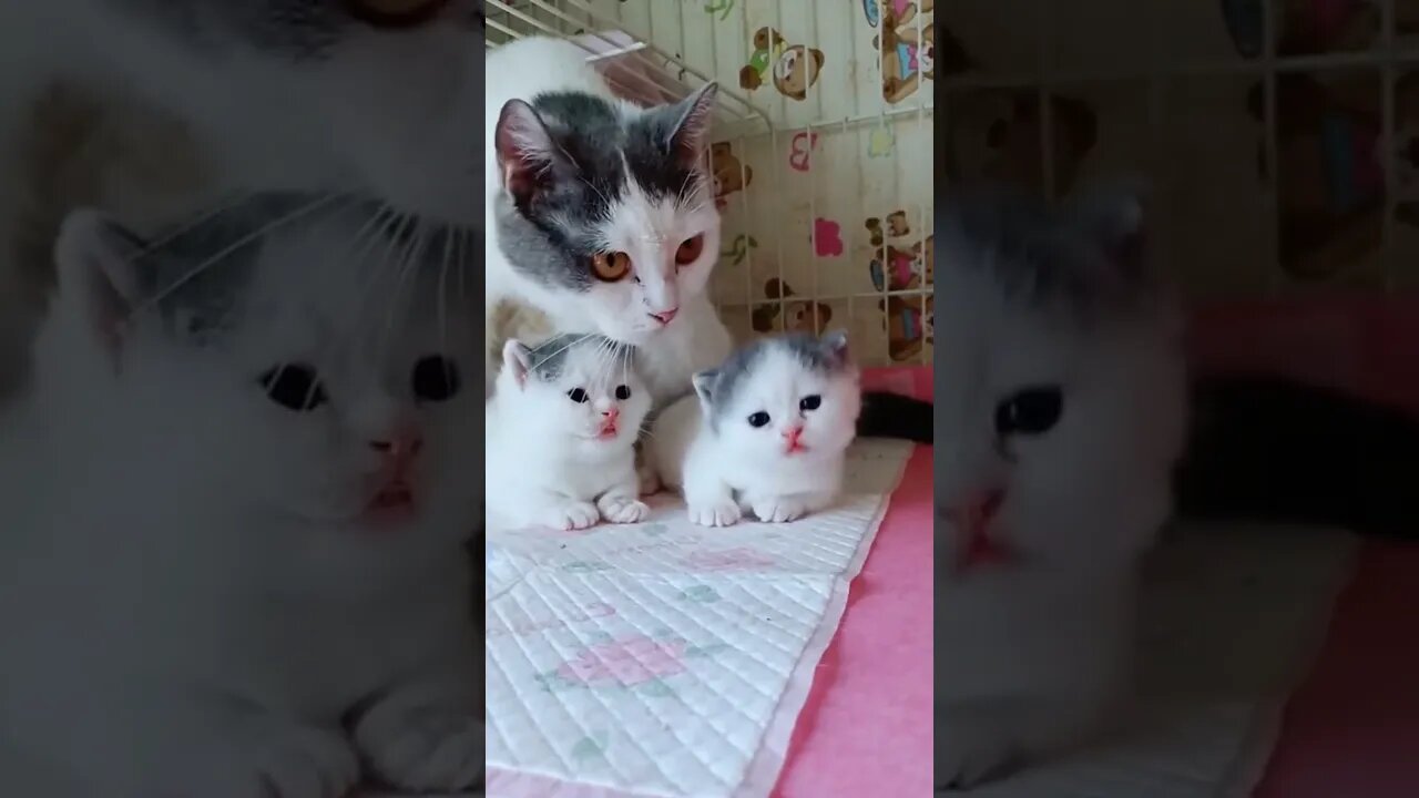 Cat Funny videos Anak kucing lucu menggemaskan #short #kucinglucu #kucingmeong #catcutevideo