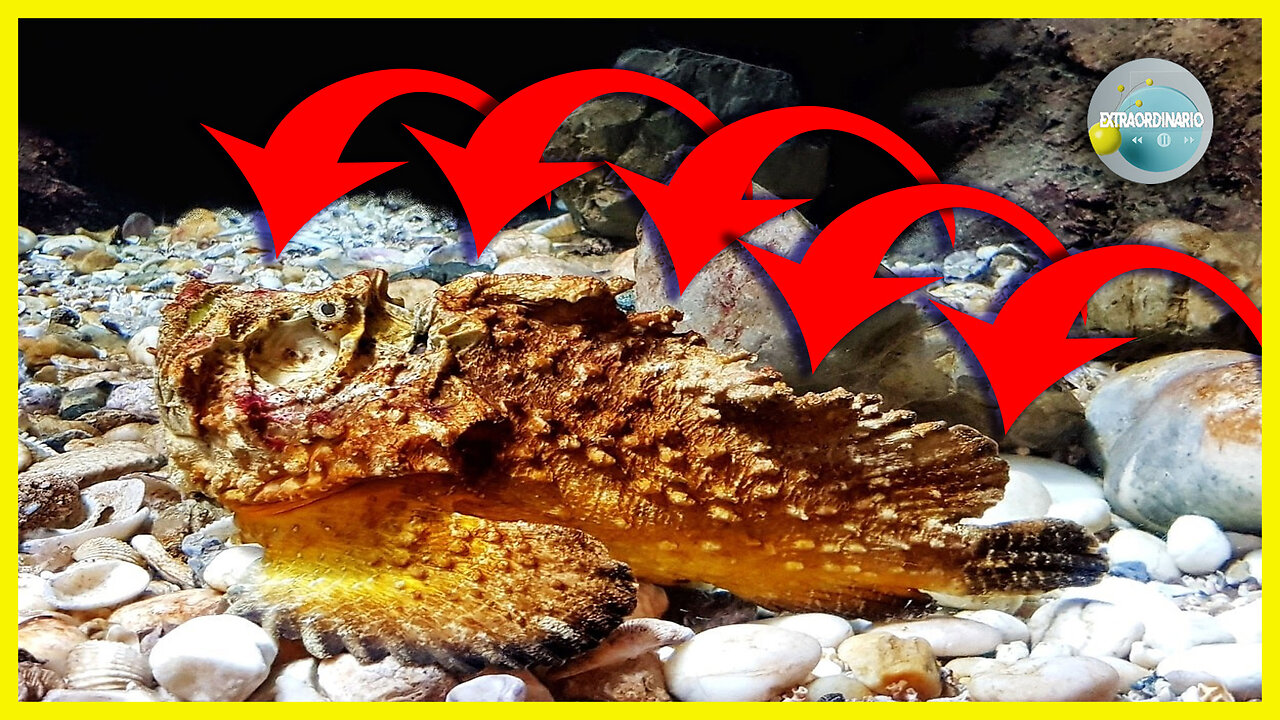 EL PEZ MÁS LETAL DEL PLANETA!