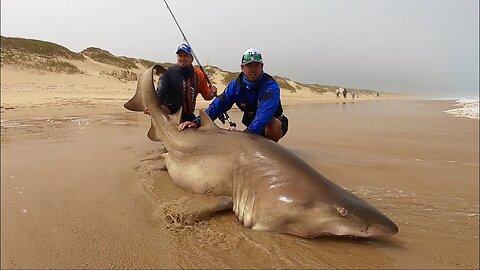 A SMALL BLACK MUSSEL CRACKER (POENSIE) AND A BIG RAGGED TOOTH SHARK! SURF FISHING South Africa!