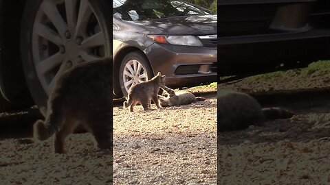 Barn cats 🙄