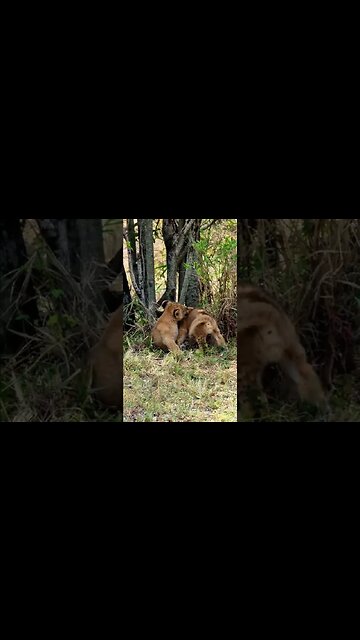 Cute Lion Cubs Play #shorts | #ShortsAfrica