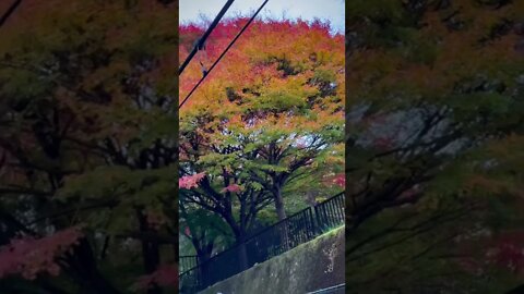 It’s hard to beat autumn in Japan, especially in a picturesque place like Kawaji Onsen and Ryuokyo!