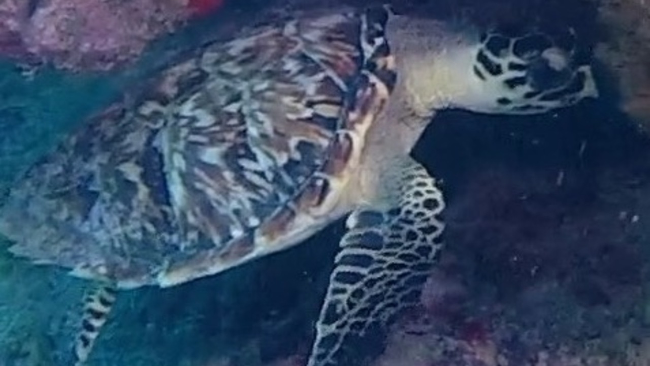 Divers Find Flamingo Tongue on the Reef