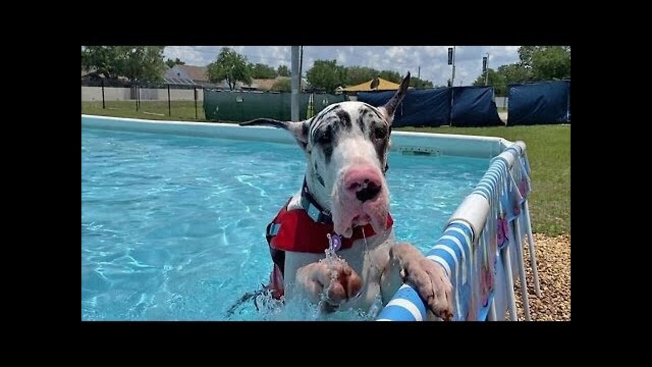 Great Dane stands in the pool to chill out