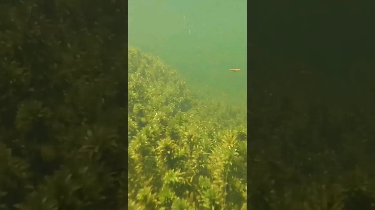 🤿 Snorkeling 🤿 around the Wacissa River #shorts