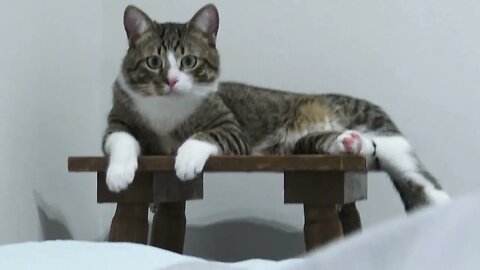 Hilarious Moment when the Cat Is Startled when I Sneeze