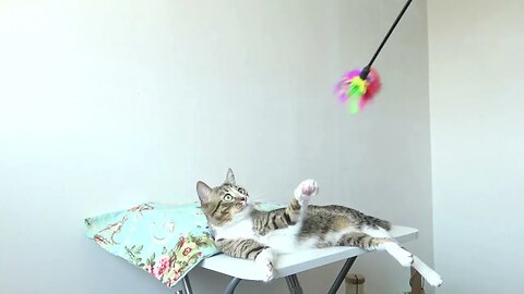 Little Cat Likes to Play