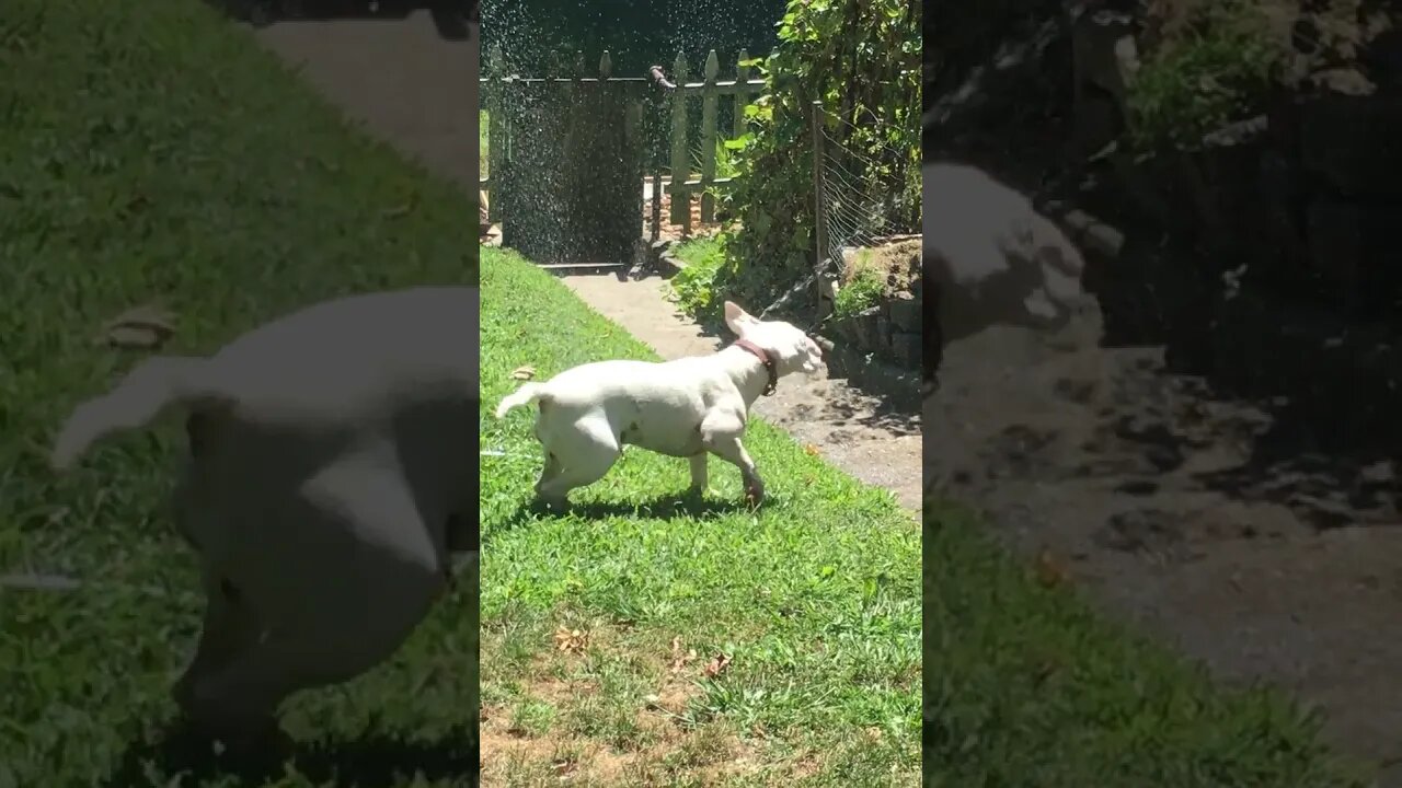 Hose Fight