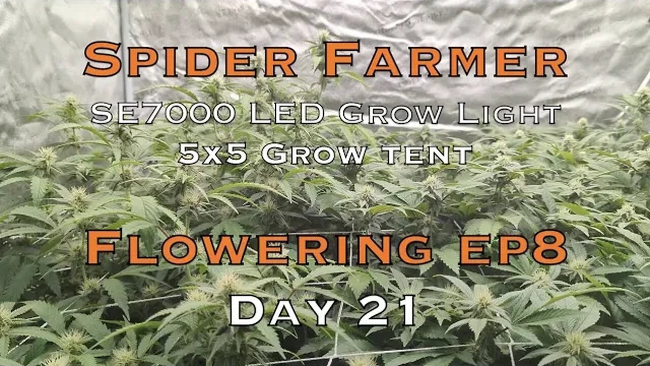 Day 21 Flower LED Spider Farmer SE7000 Is Killing it, My Job is Done, PK Boost, How Many Plants?