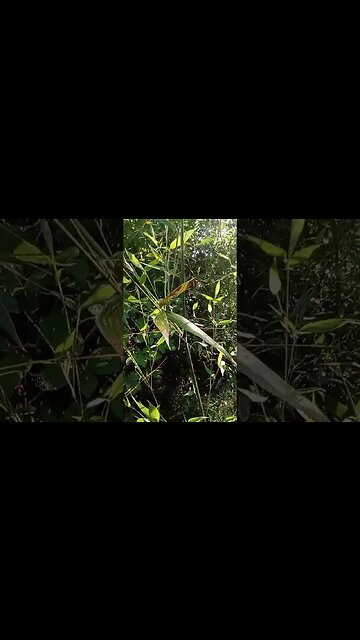 blackberries #gardenupdate