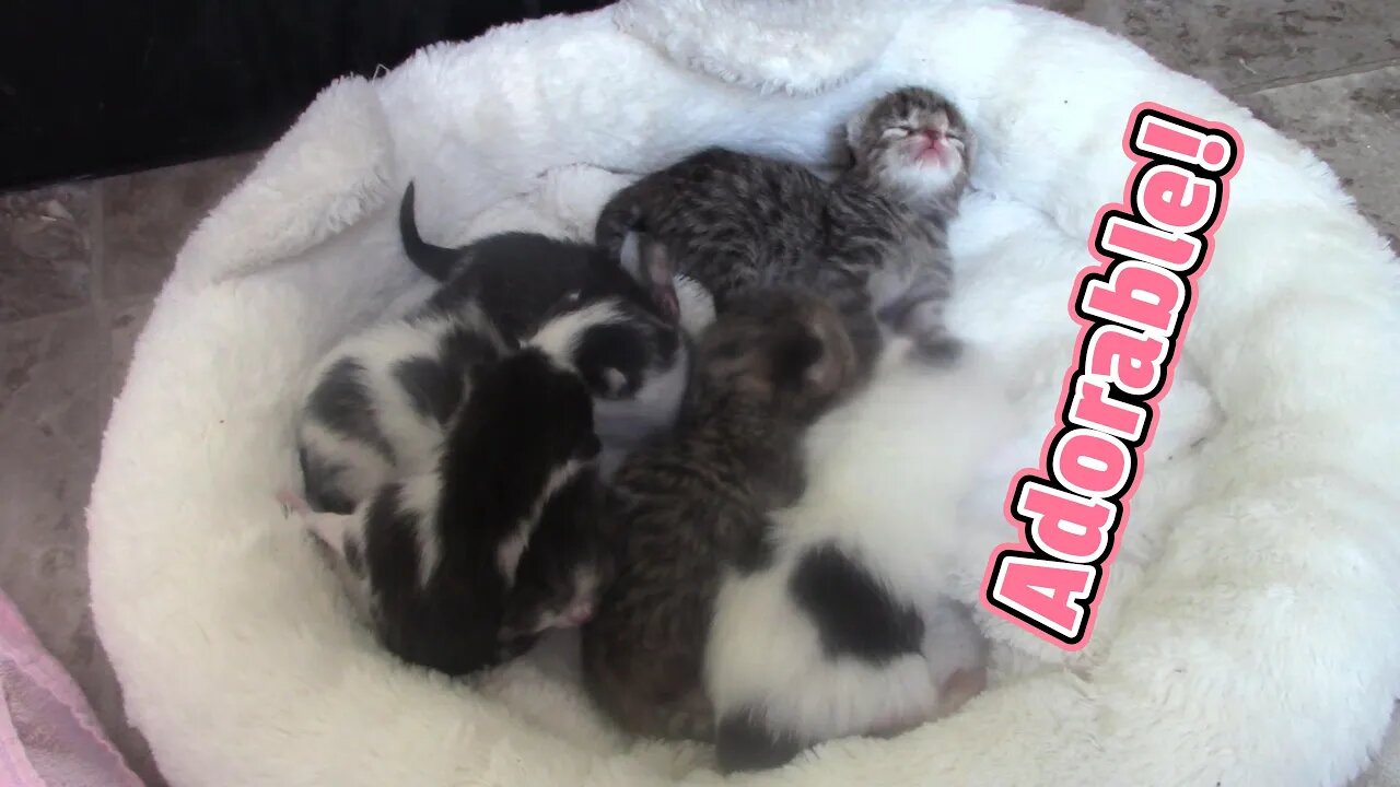 Super Adorable Newborn Kittens 😻