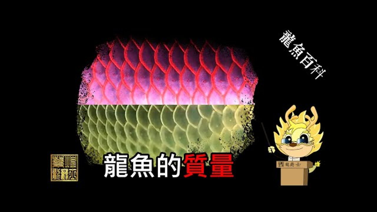 【龍爵士】龍魚百科-龍魚的質量/品質