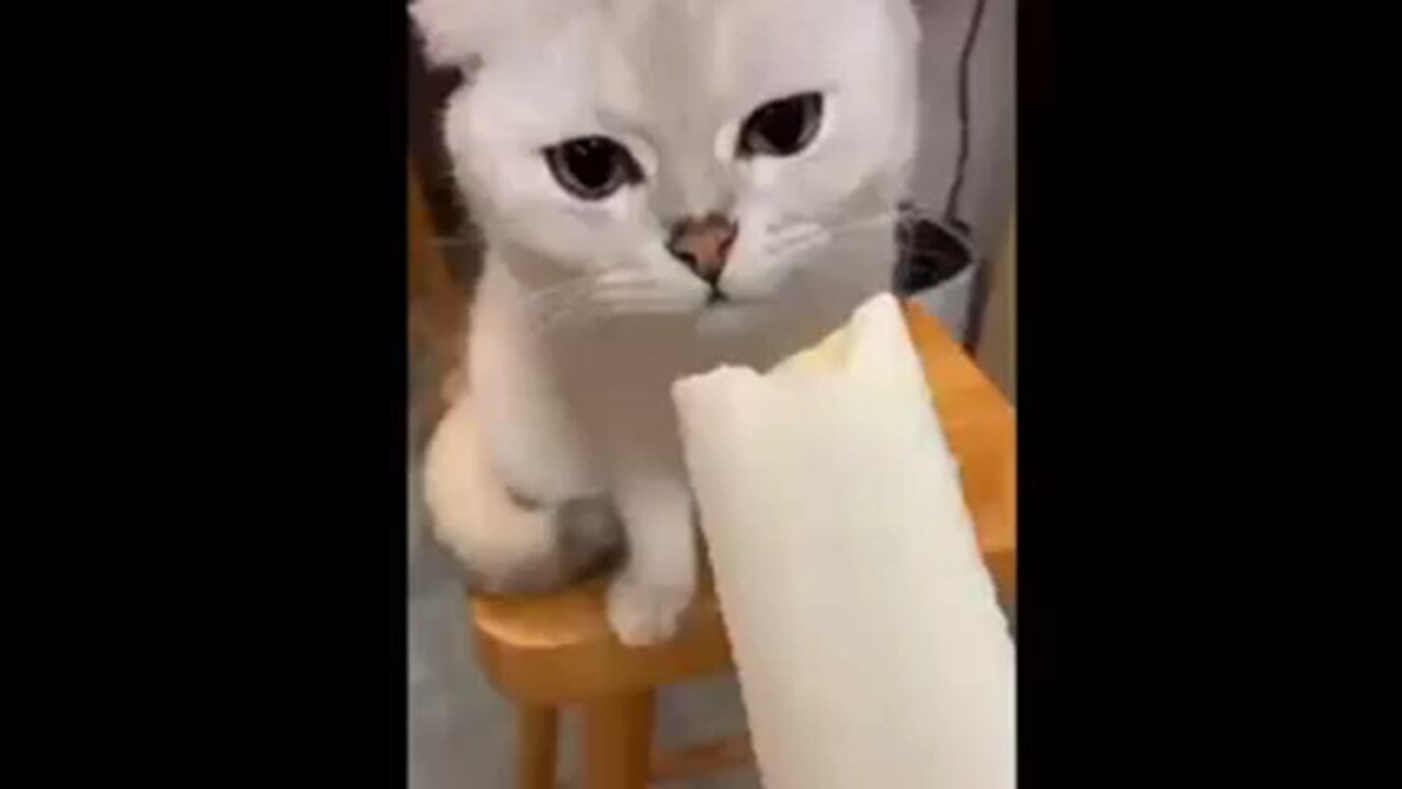 Funny cat and dog