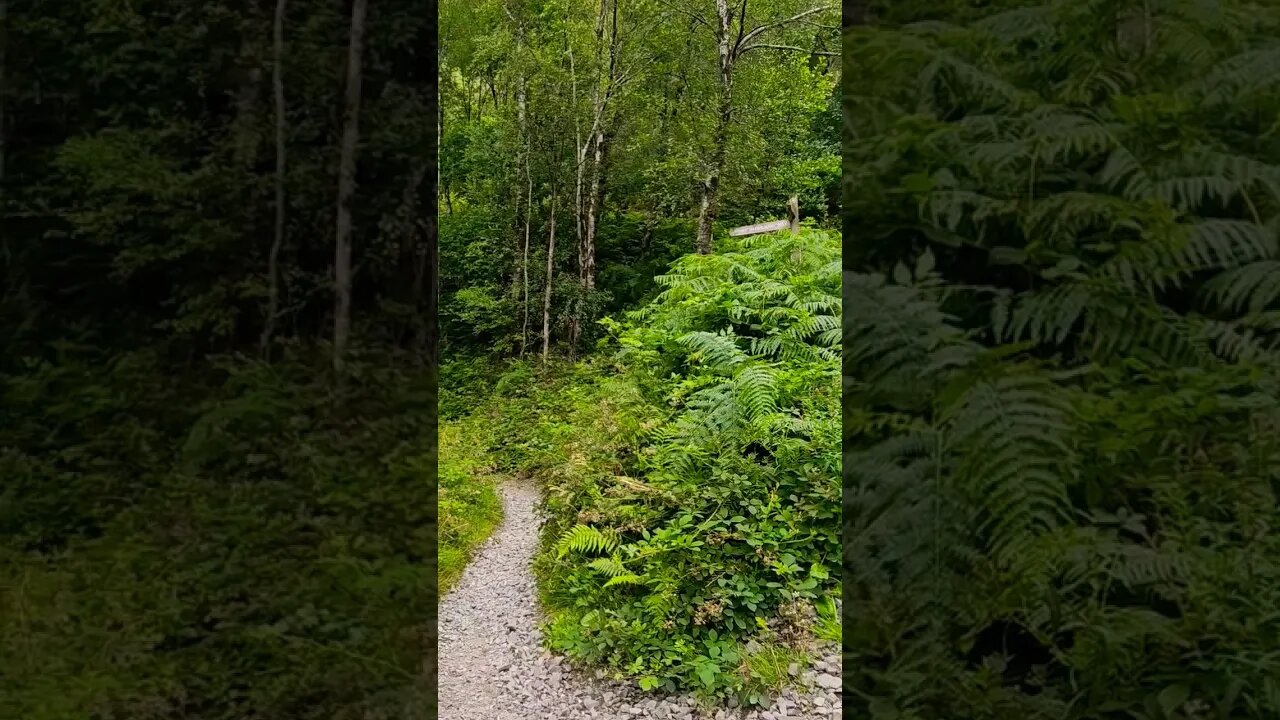 The high or the low path on The West Highland Way Scotland #westhighlandway #hiking #shorts