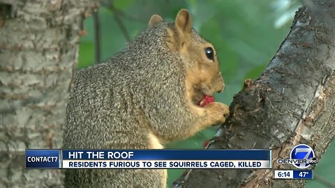 Lakewood renter shocked complex using traps to control squirrel population