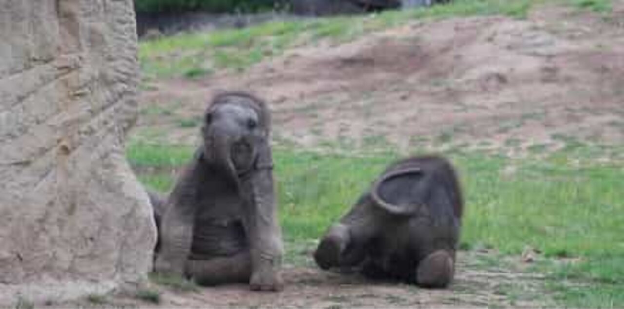 Elefantes filhotes brincam e se divertem juntos em zoológico