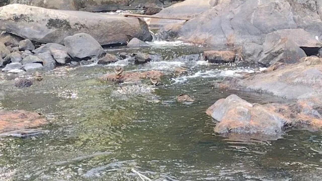 Ducks and Water Sounds #calming #ducks