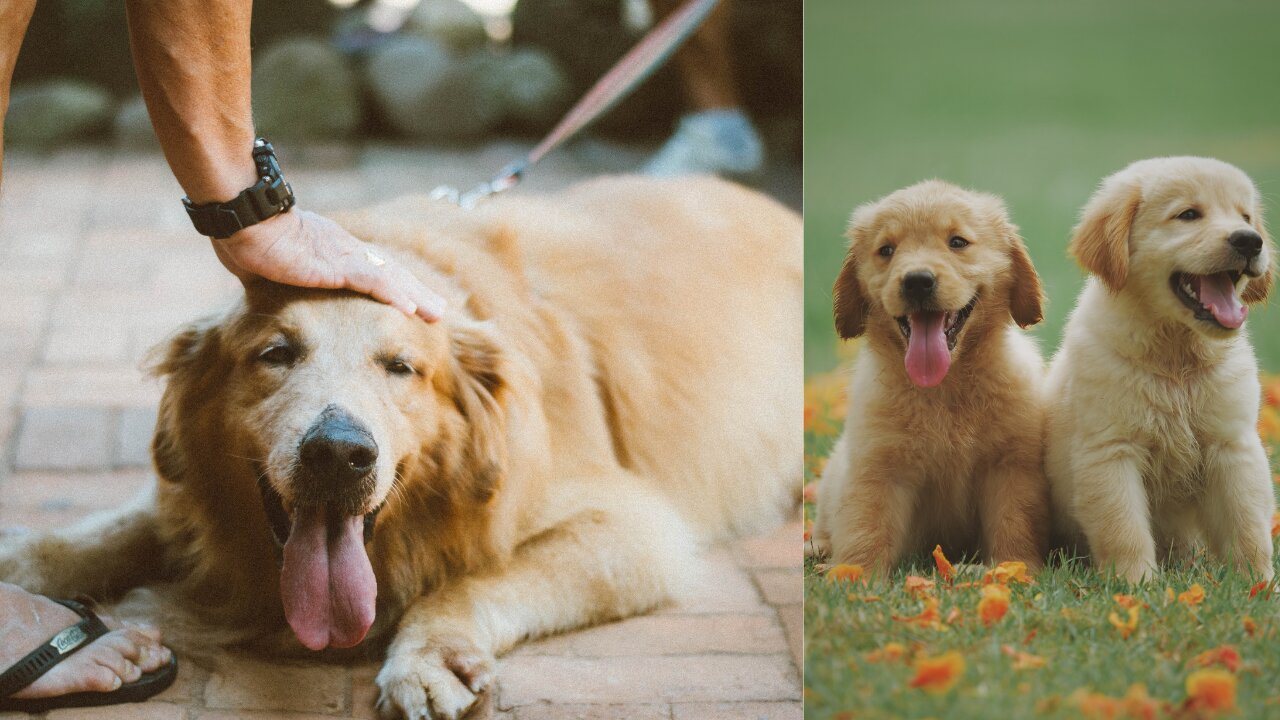 Golden Retriever Meets Newborn Kittens for the First Time!