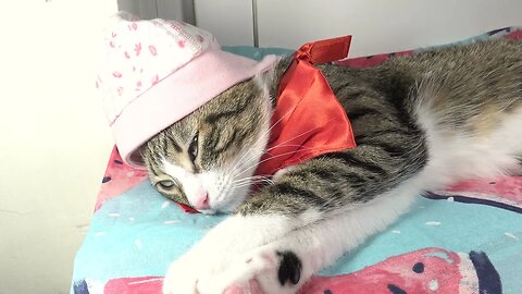 Cat Doesn't Want His Ears to Freeze